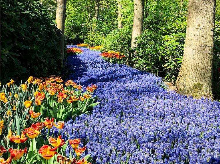 Keukenhof tulip gardens blue muscari path with orange tulips on the side