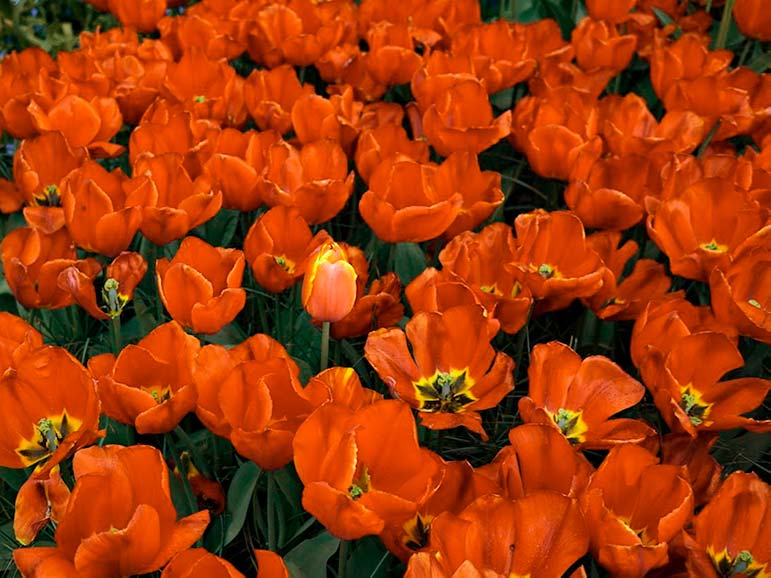 red tulips at keukenhof gardens