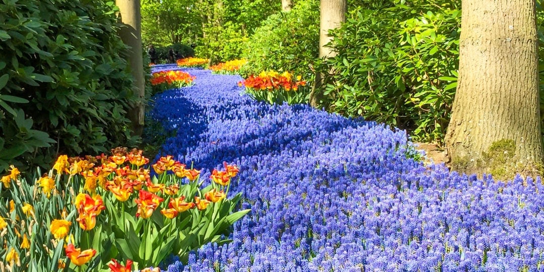 Keukenhof Tulip Festival 2024 Europe's Spring Garden