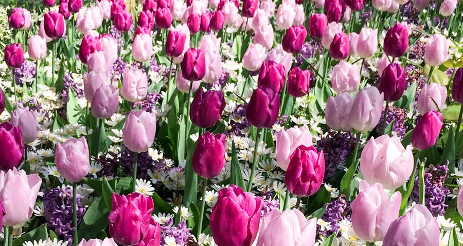 pink and purple tulips at keukenhof gardens