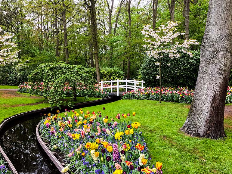 Garden scene at keukenhof gardens - small white bridge over thin stream edged with tulips 