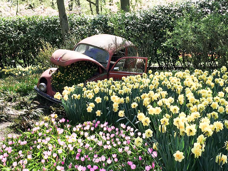 Old car with daffodils growing out of the bonnet in a field of flowers