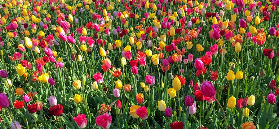 keukenhof gardens The Netherlands - multi coloured tulips