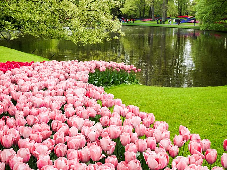 Keukenhof garden pink tulips by lake