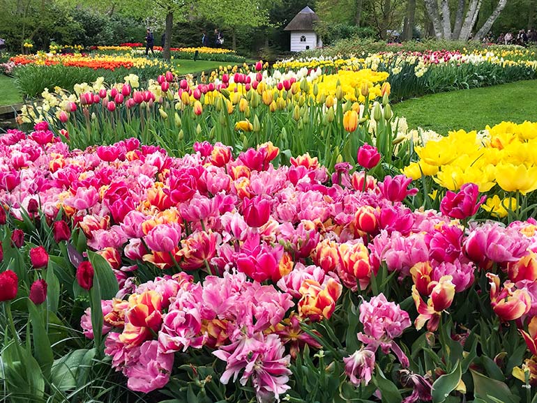 Keukenhof gardens tulips - pinks and yellows