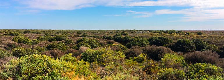 Perth to Melbourne Drive:Mango groves at Middle Beach, SA