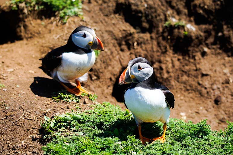 Puffins in field on Skomer Island Wales - highlight of our weekend in Pembrokeshire