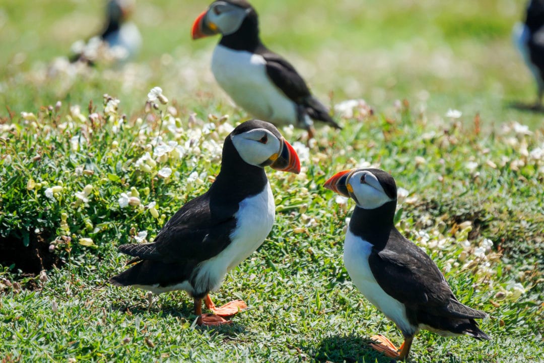 2-puffins-chattering-to-each-other