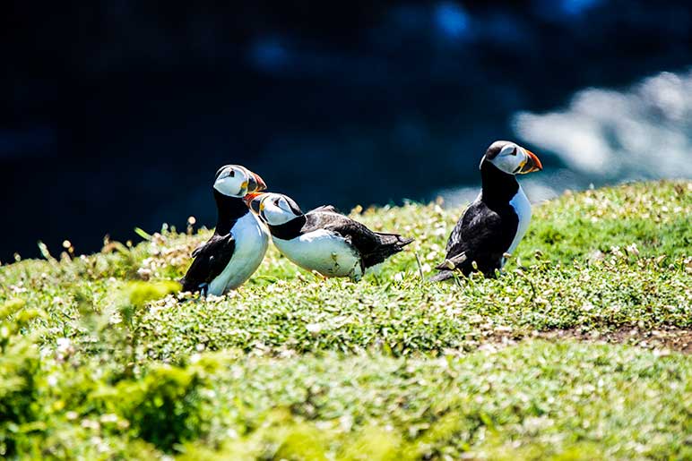 Puffins on Skomer Island in Wales