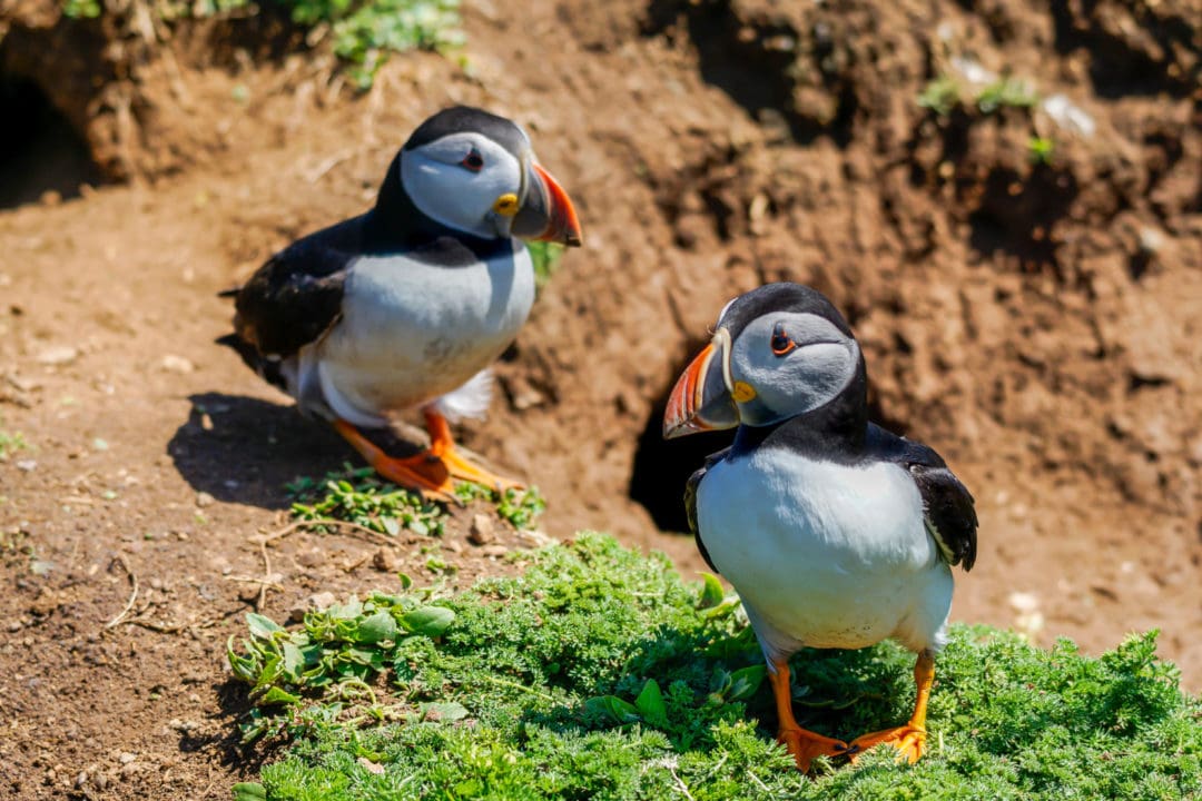 2-puffins-looking-at-each-other