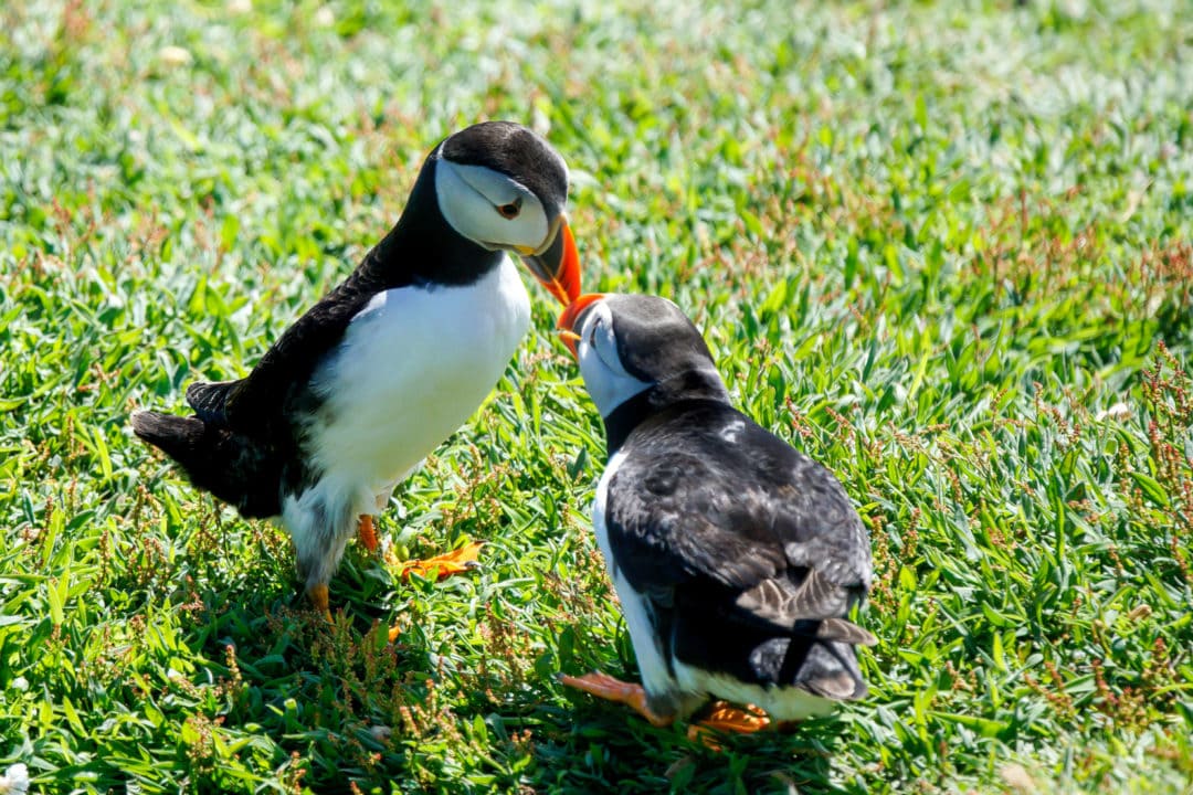 2-puffins-touching-beaks