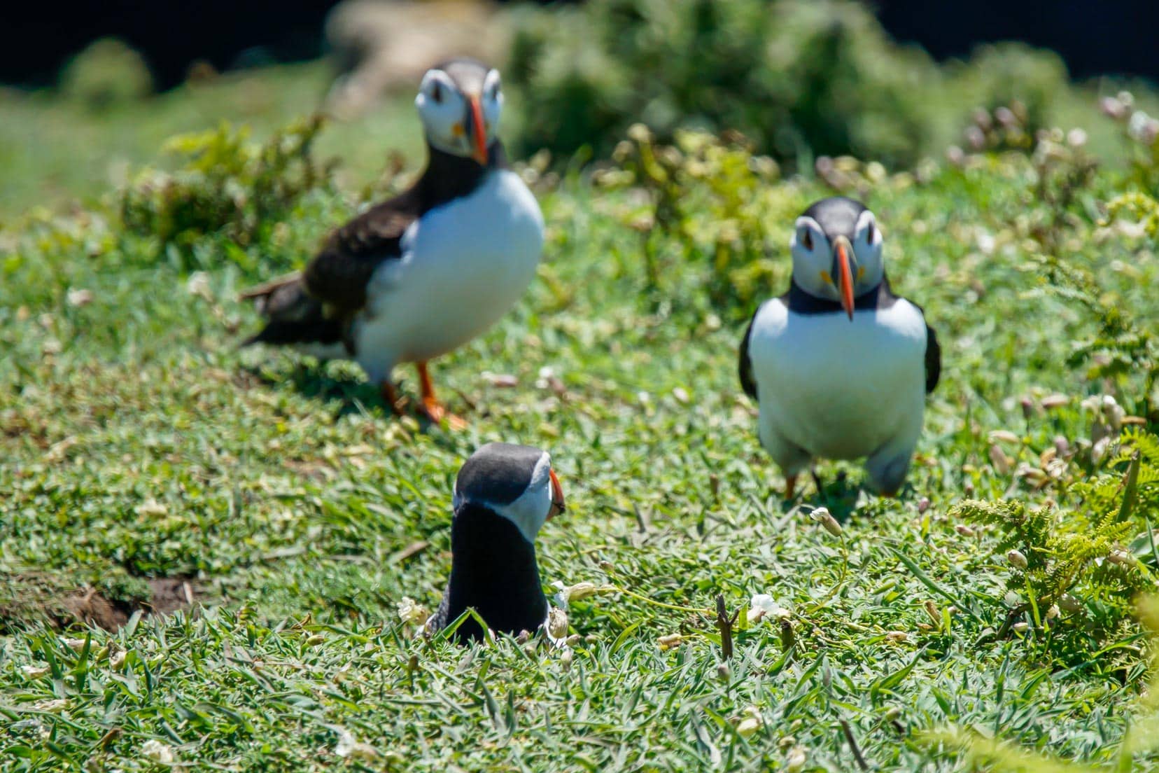 3-Day-Pembrokeshire-Itinerary_puffin-in-hole