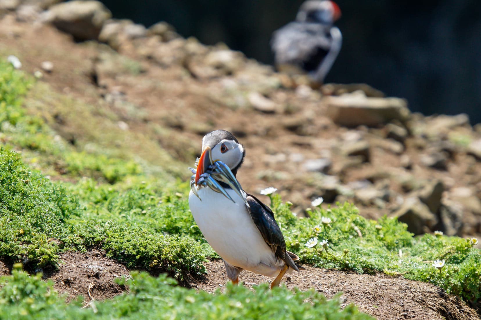 3-Day-Pembrokeshire-Itinerary_puffin-with-eels