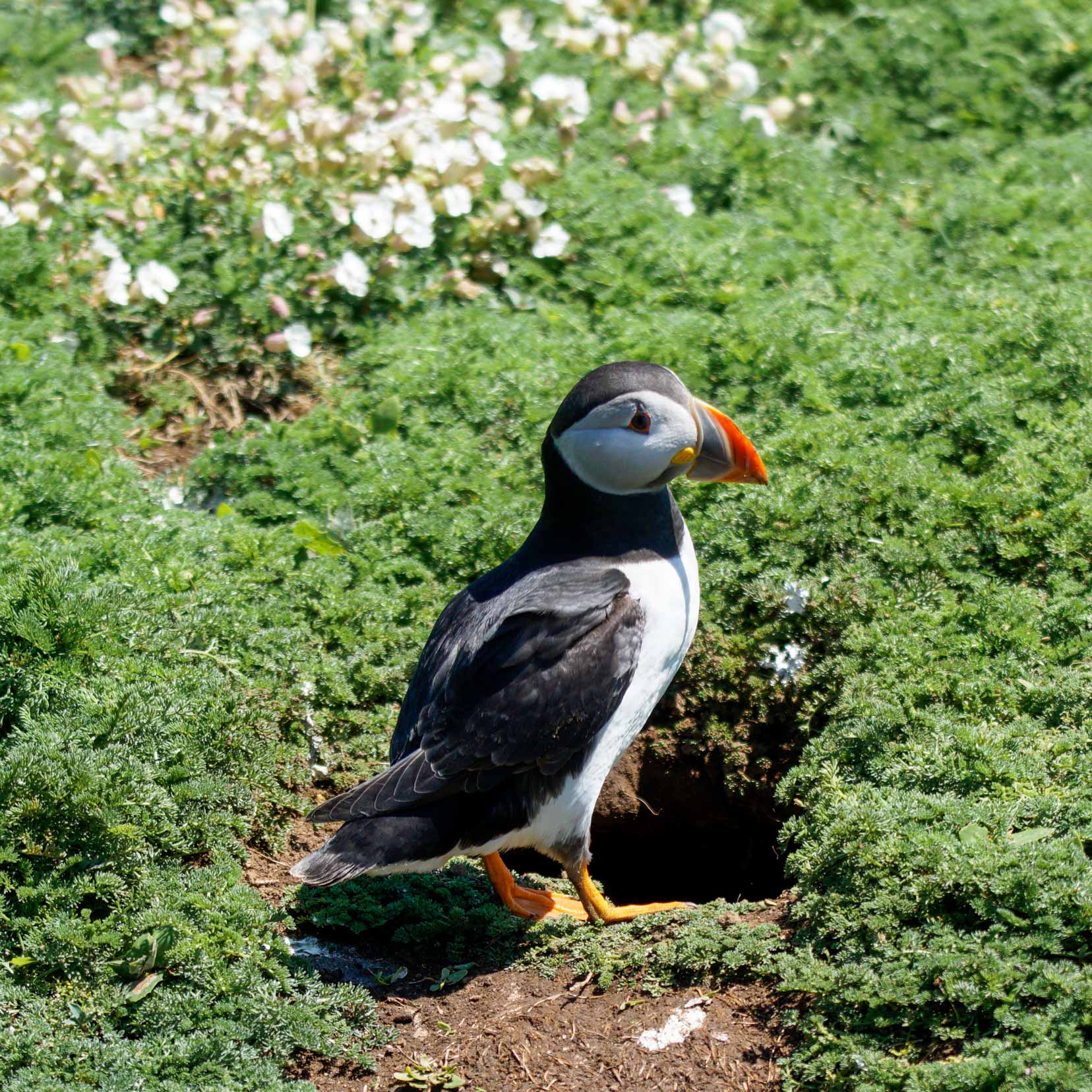 3-Day-Pembrokeshire-Itinerary_puffin