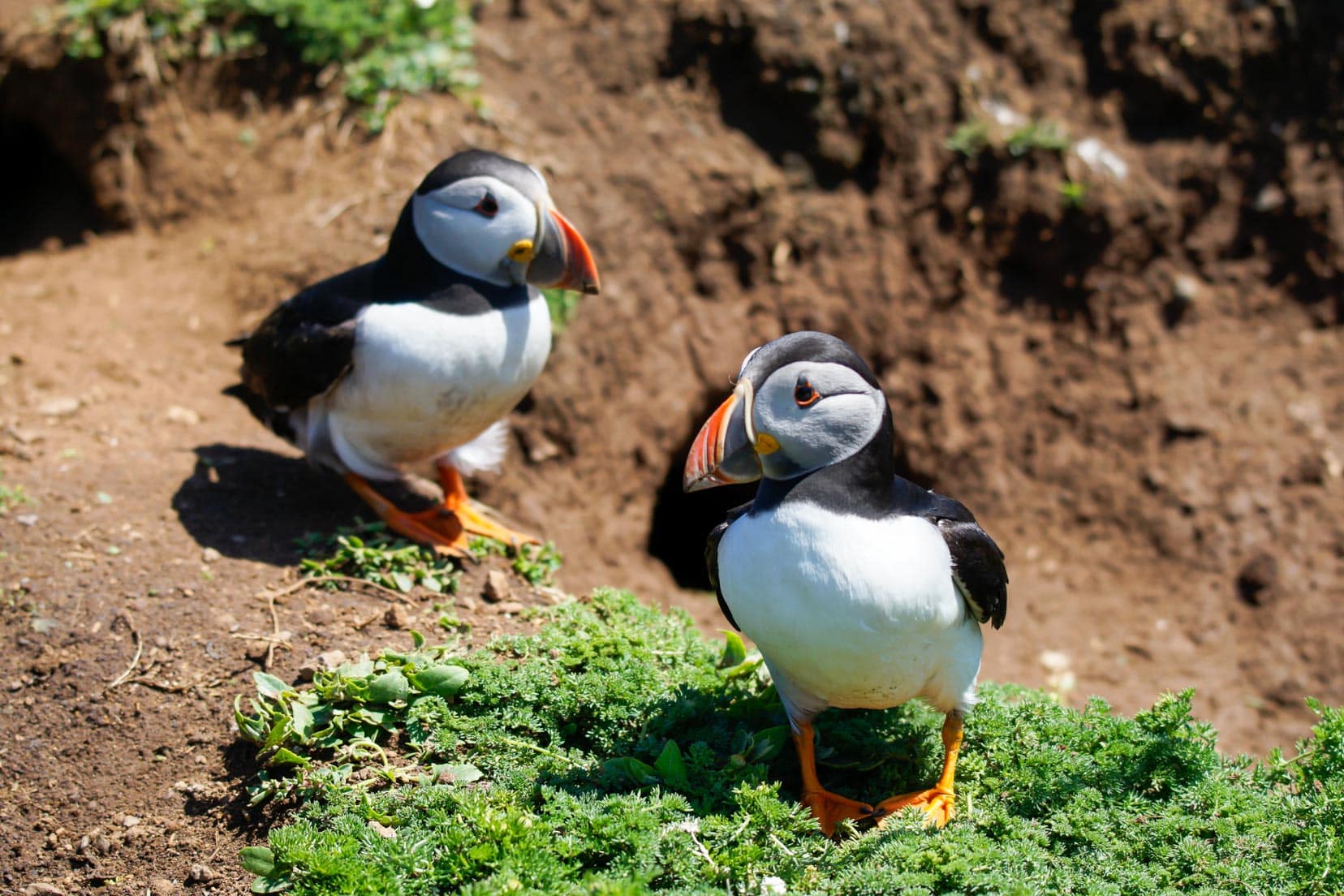 3-Day-Pembrokeshire-Itinerary_puffins