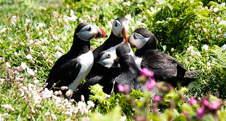 Puffins on Skomer Island in Pembrokeshire Wales