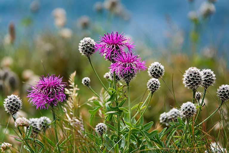 Pink coastal flowers on Pembrokeshire Coastal Path 