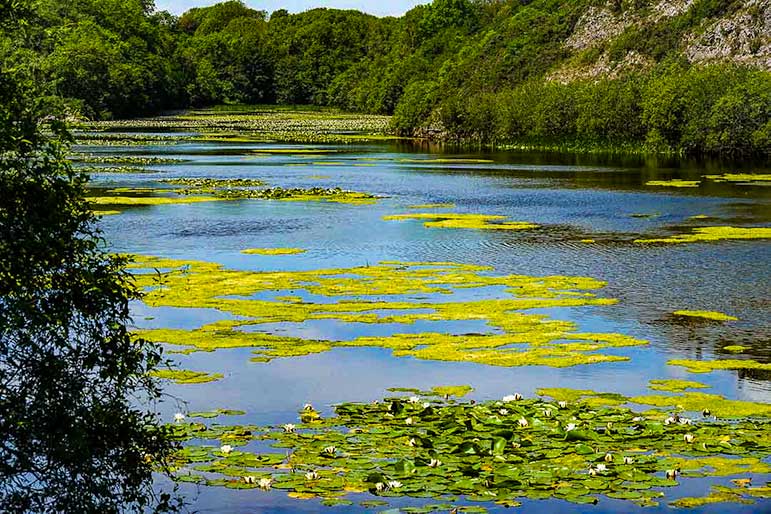 View of the lily pads at Bosherton Lakes in Wales