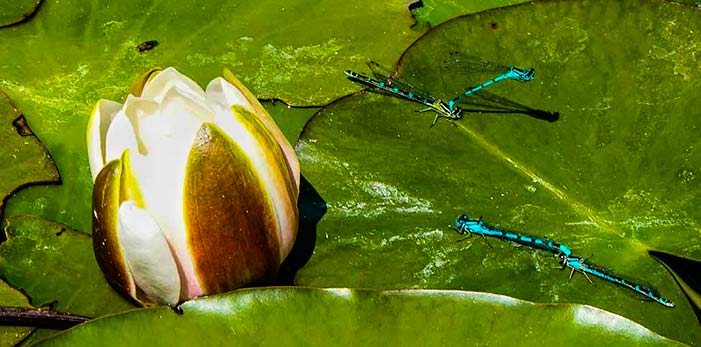 Dragonflies on the lily pads at Bosherton Lakes, Wales