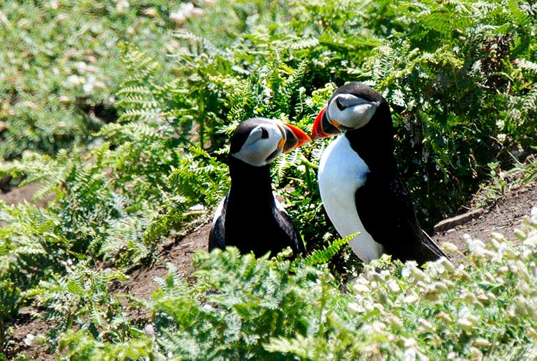 Puffin's billing - knocking their bills together