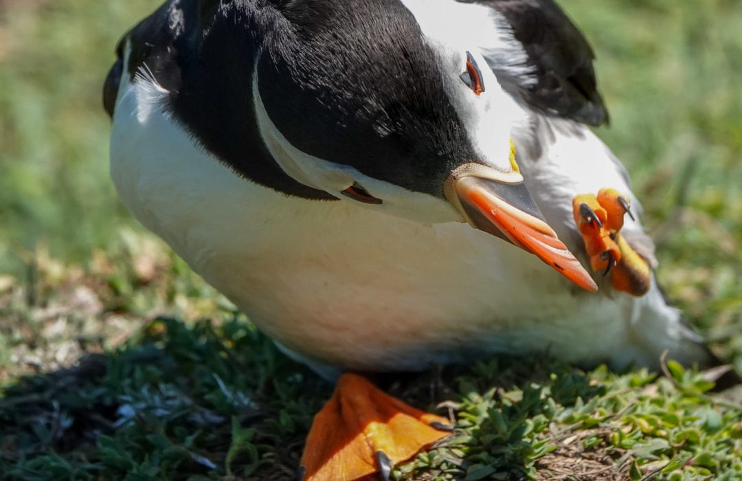 Puffin-cleaning-its-foot