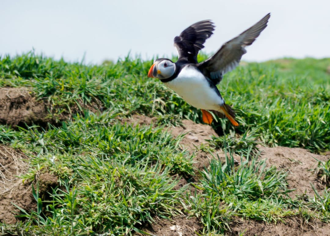 Puffin-taking-to-flight