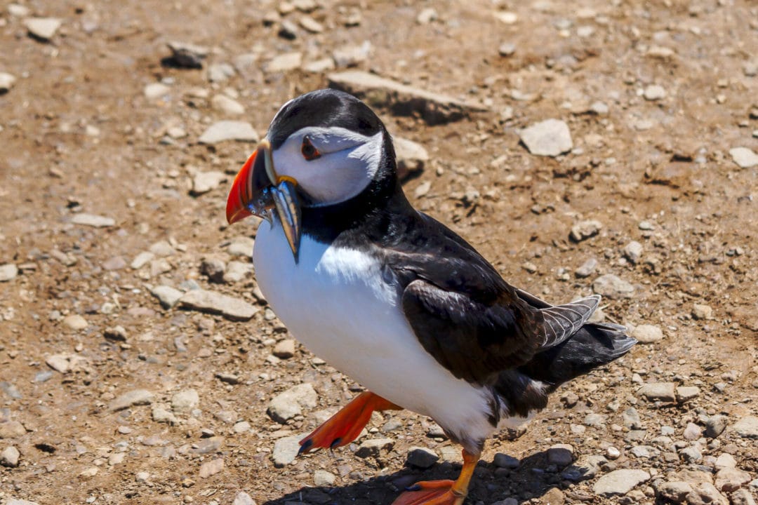 Puffin-walking-across-a-path-with-a-beak-of-sand-eels