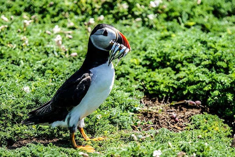 Puffin with sand eels in its mouth on Skomer Island, Wales