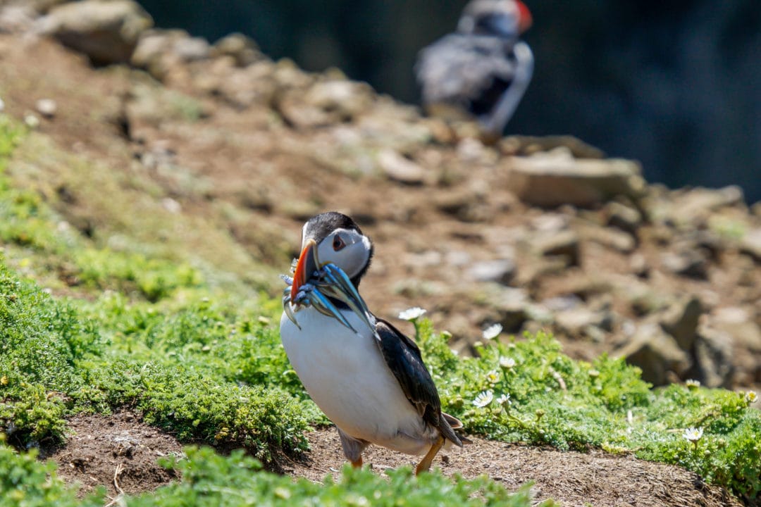 Puffin-with-sand-eels-in-its-beak