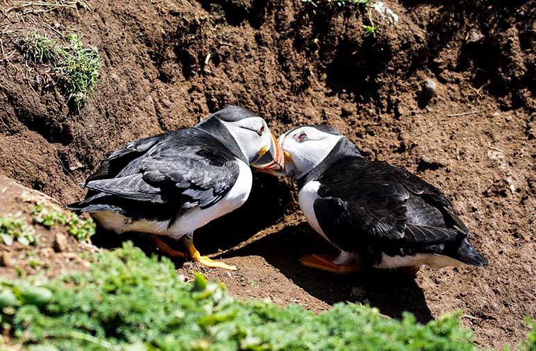 two puffins billing - which is knocking their beaks together
