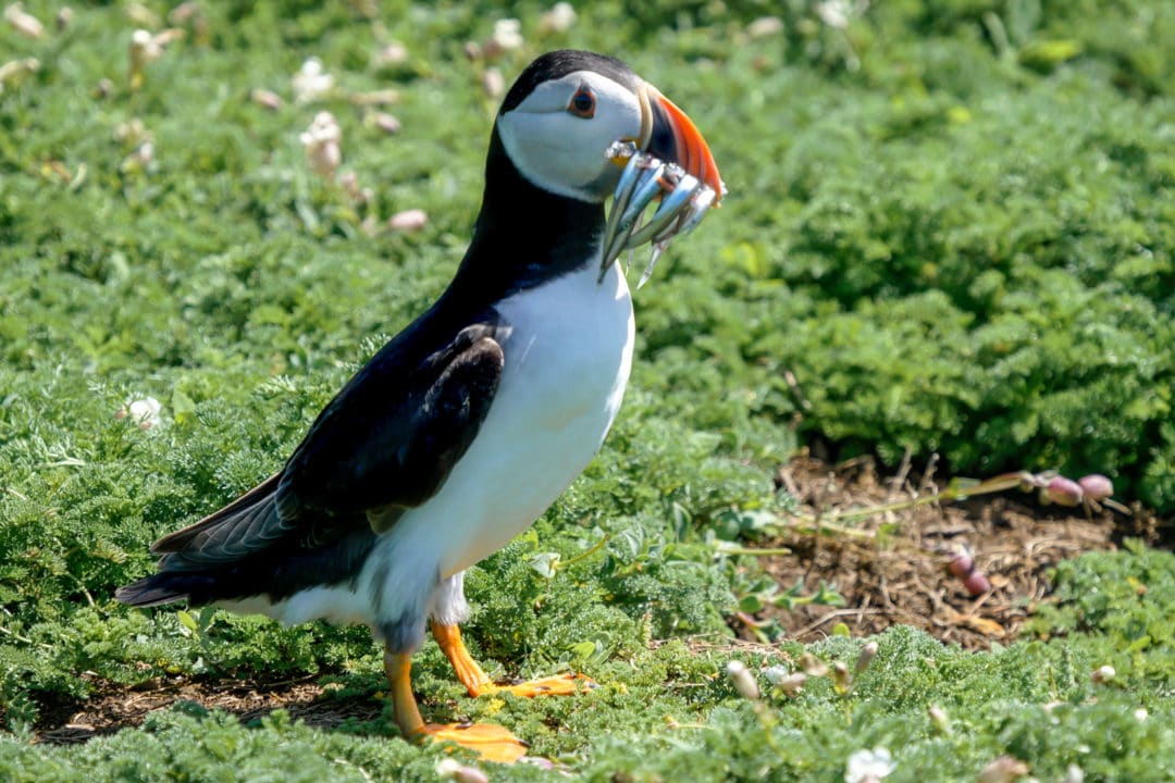 Sand-eels-in-the-beak-of-a-puffin