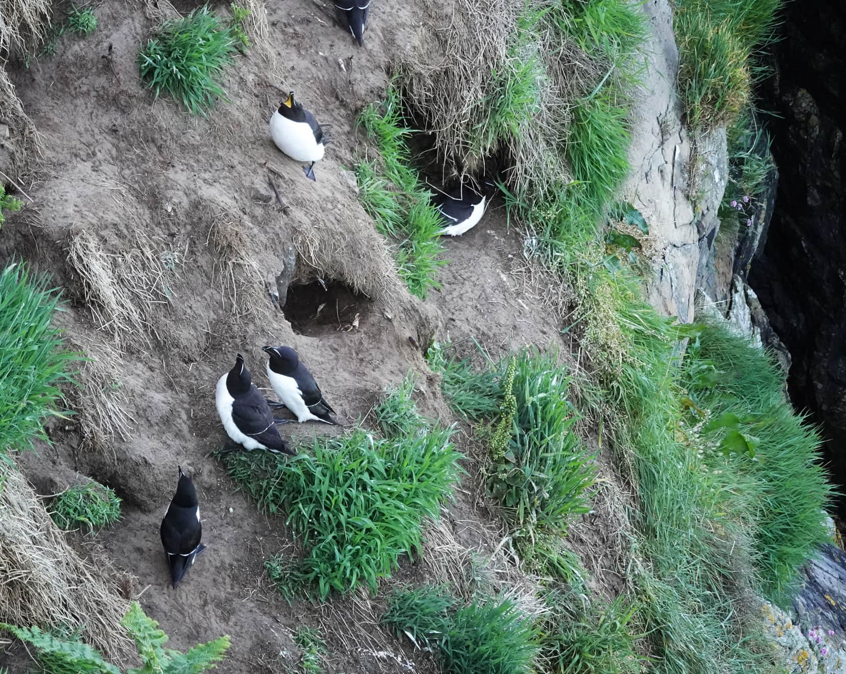 razorbills nesting in the burrows on the side of a cliff at Skomer Island