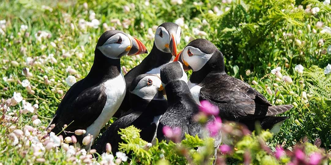 Skomer Island Puffins: Everything you need to Know (inc. Videos)