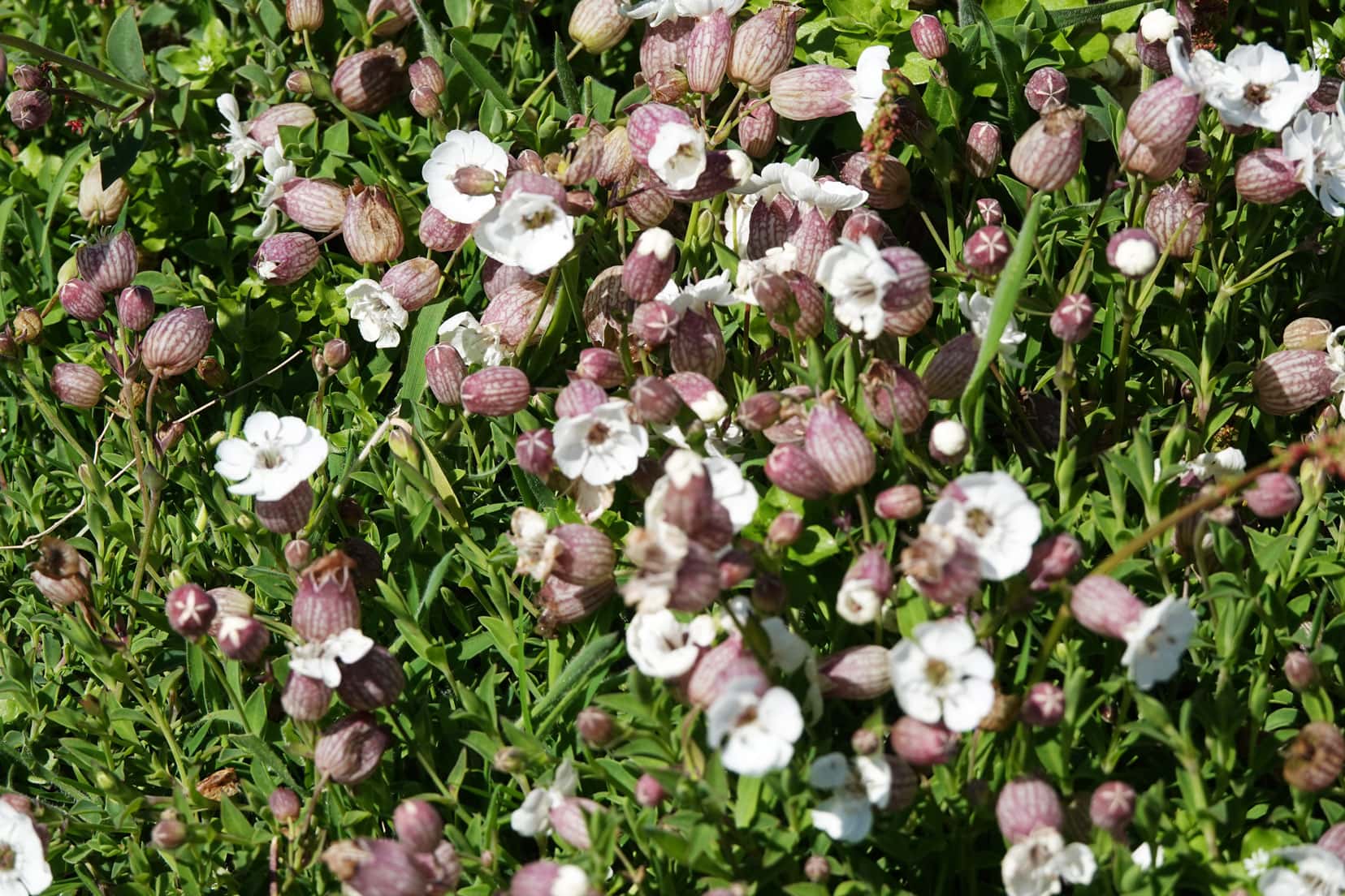 Skomer-Island--White-sea-campion