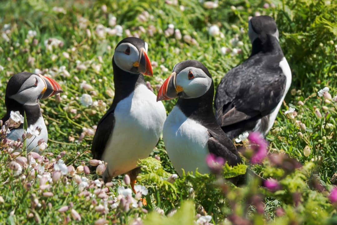 a-group-of-puffins-in-the-flowers