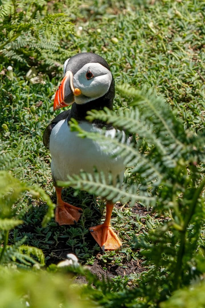 a-puffin-amongst-the-green-ferns