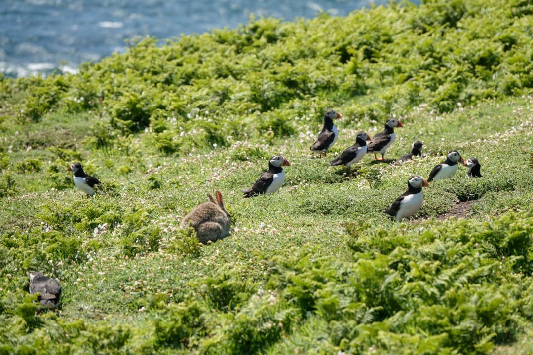 a-rabbit-amongst-the-puffins