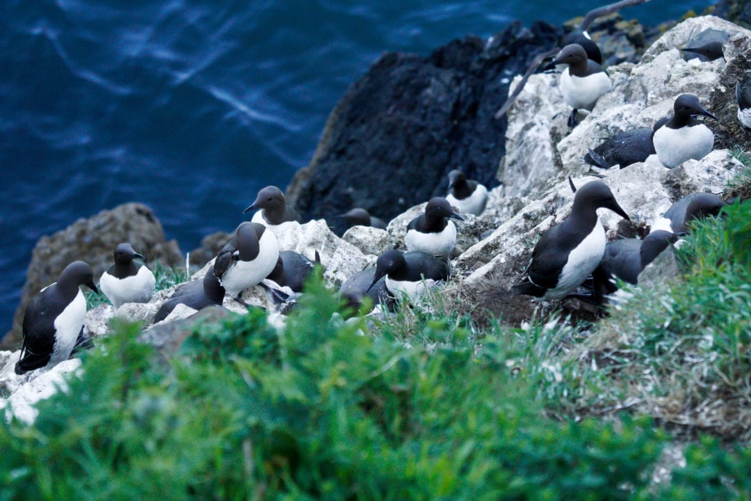 black-and-white-birds-on-a-cliff