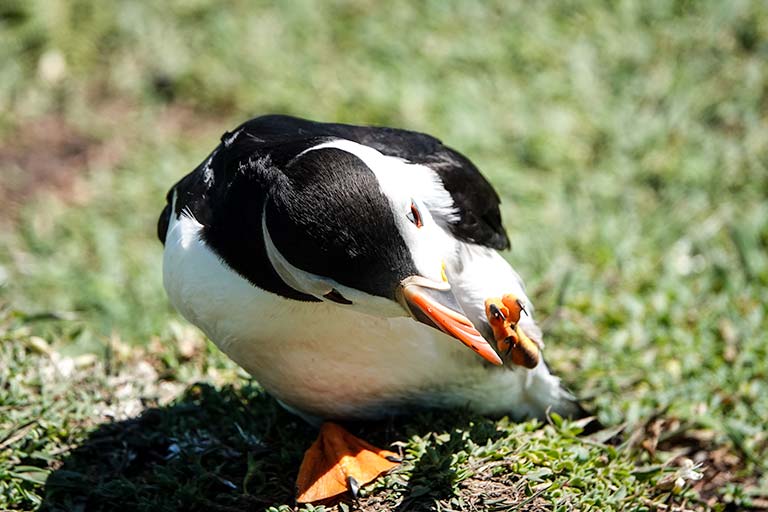 Puffin cleaning its foot and the sharp claws on its orange webbed foot can be seen