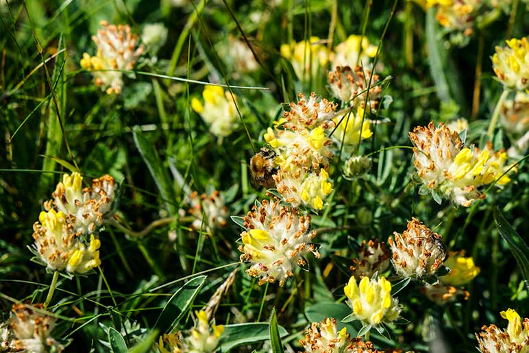 Yellow coastal flowers