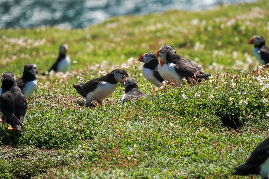 group-of-puffins-in-close-proximity