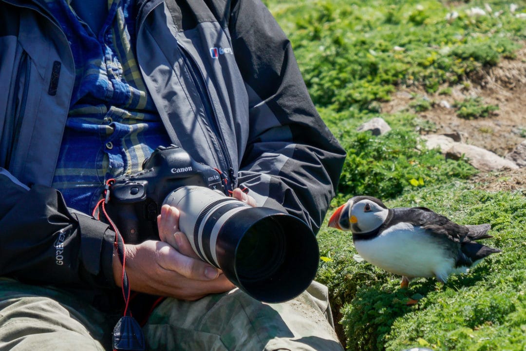 inquisitive-puffin-close-to-a-camera-man