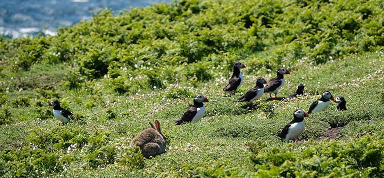 Puffins in amongst rabbits on Skomer Island in Pembrokeshire, Wales