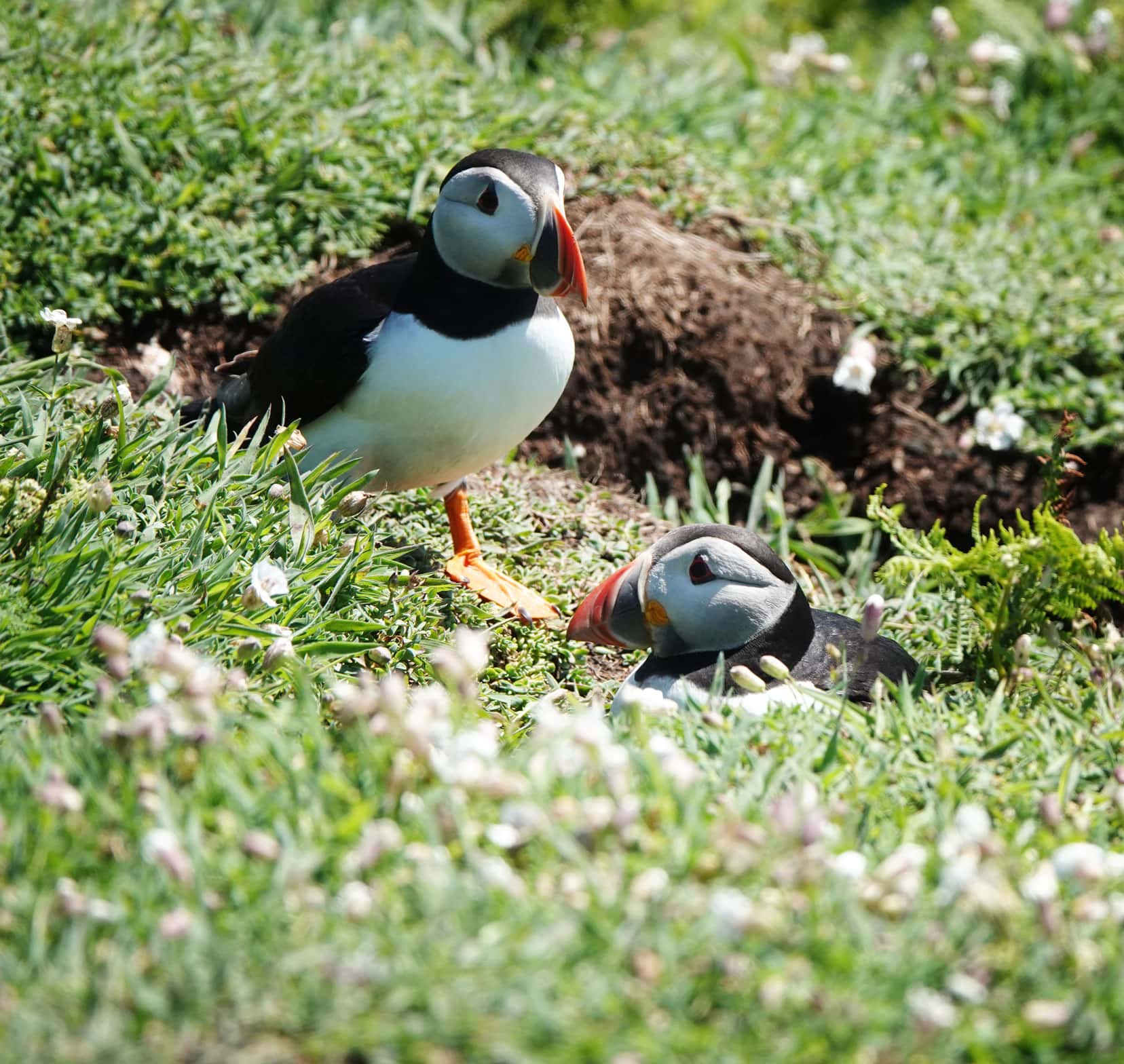 two puffins in grass 