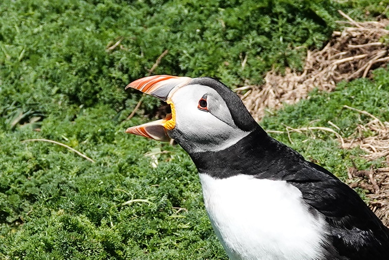 Puffin with its beak open