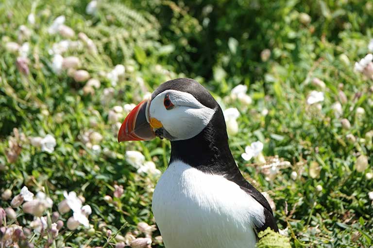 Puffin head shot