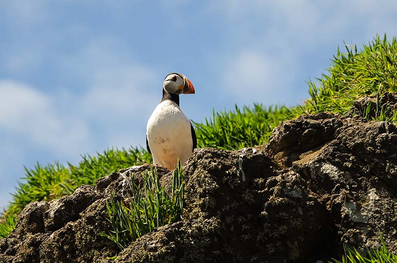 Skomer Island Puffin