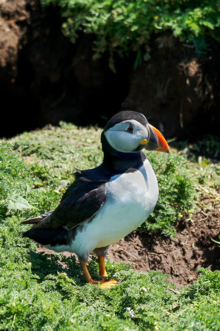 puffin-portrait-near-a-burrow