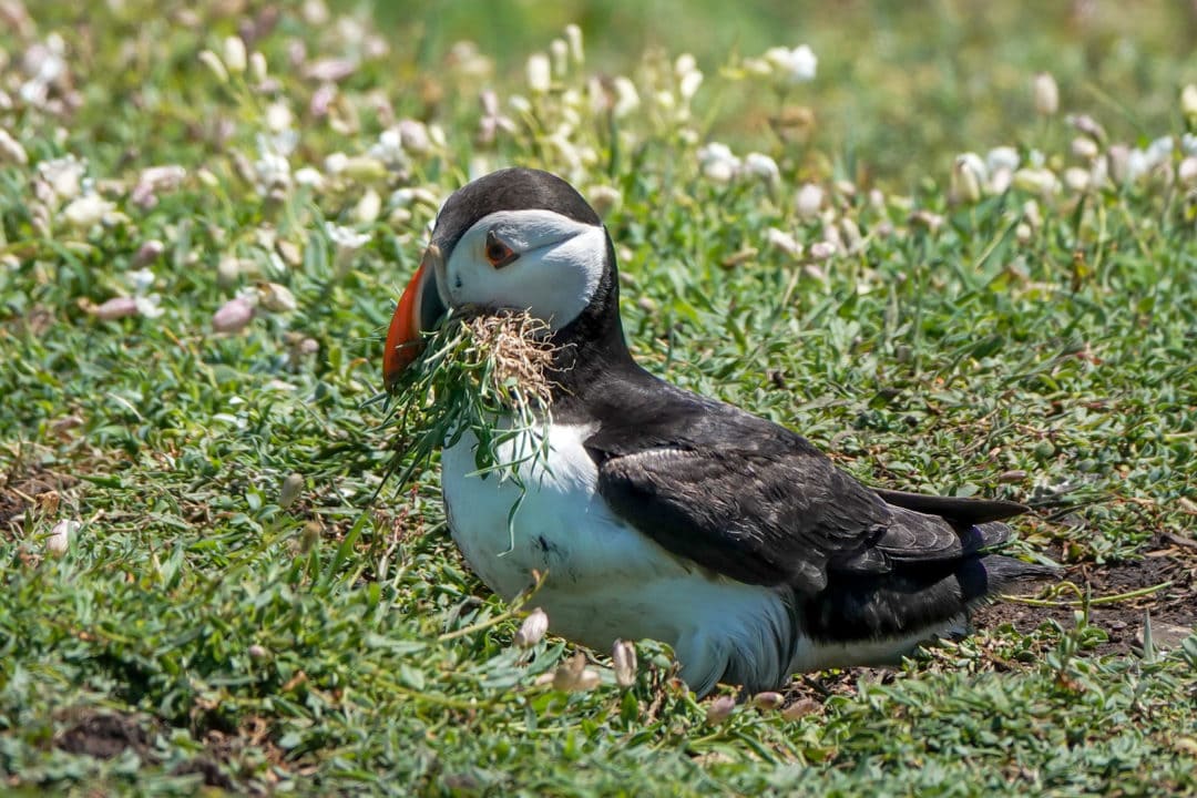 puffin-with-grass-in-its-beak