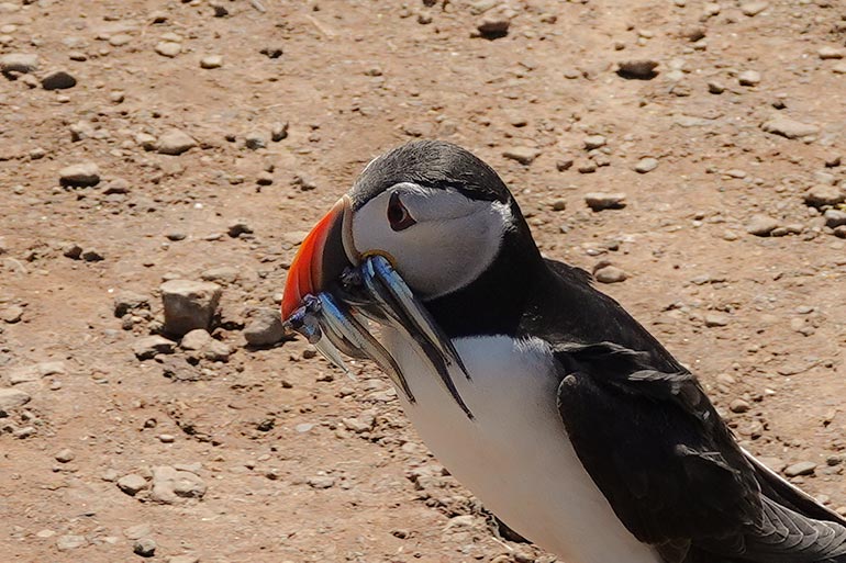 Puffin with a beak full of silver sand eels Puffin with a beak full of silver sand eels